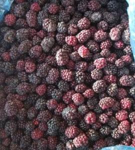 frozen blackberry